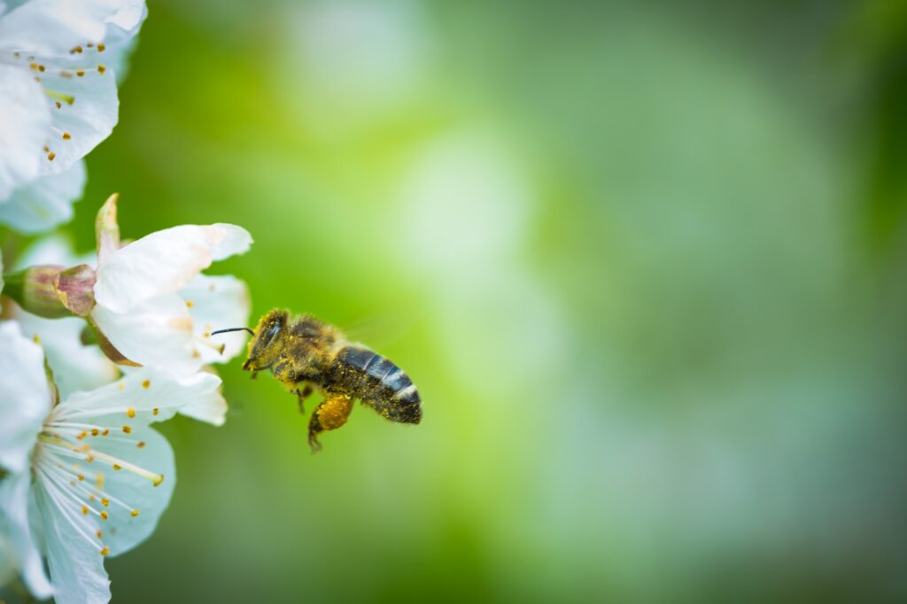 Honey bee in flight approaching blossoming cherry tree